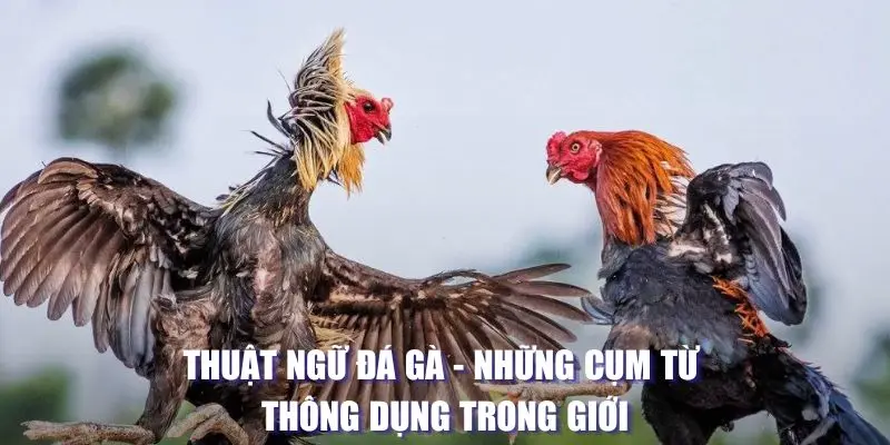 Thuật ngữ đá gà