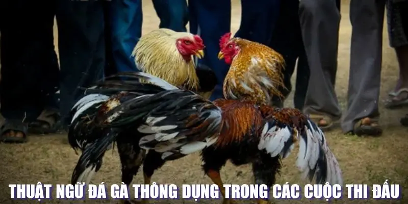 Từ ngữ đá gà thông dụng trong trận đấu